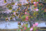 大村神社の大村桜