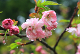亀岡公園の桜