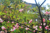 平戸二度咲き桜と乾櫓