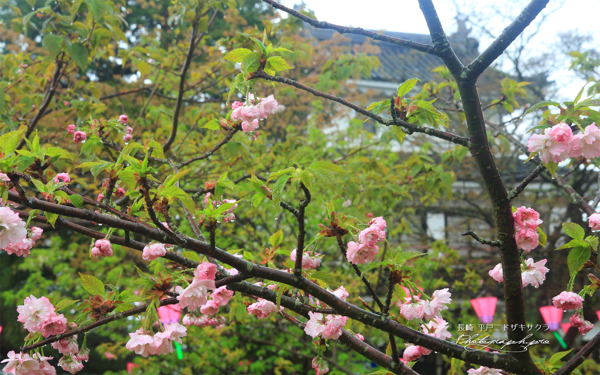 平戸二度咲き桜と乾櫓
