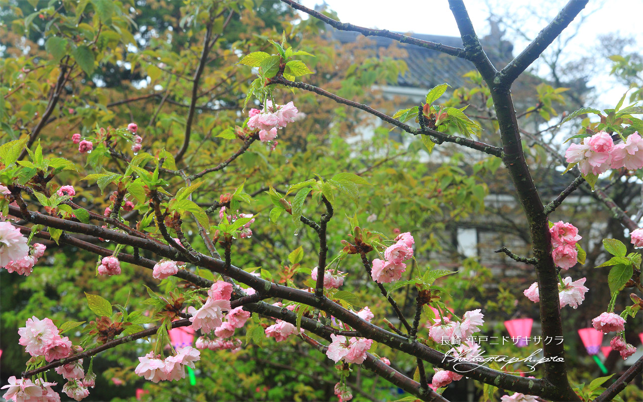 平戸二度咲き桜と乾櫓 壁紙