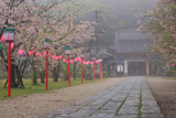 亀岡公園の桜