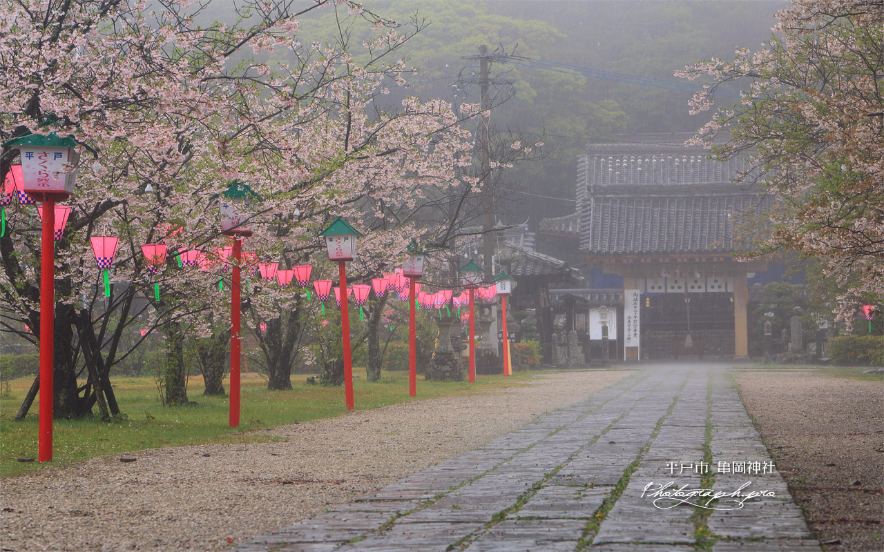 平戸市 亀岡公園の桜 壁紙