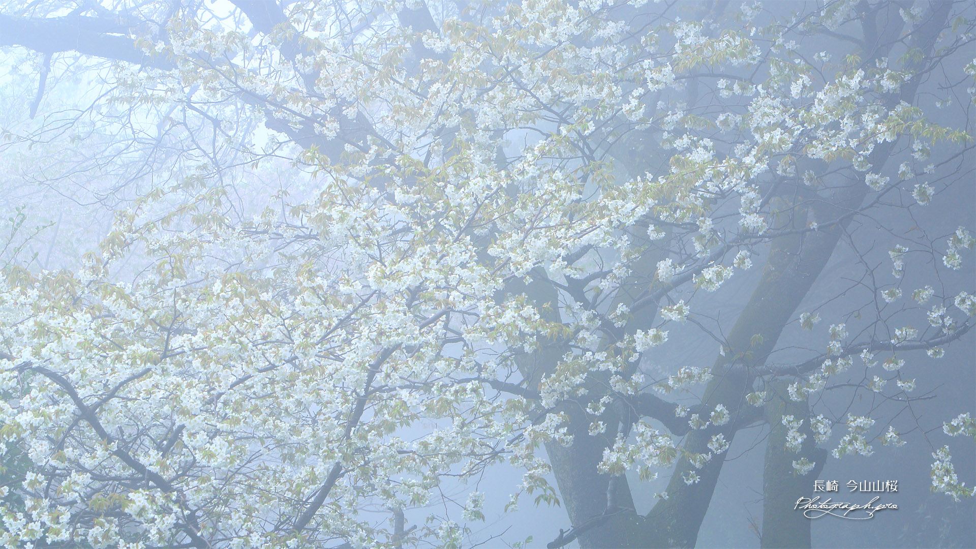 今山山桜