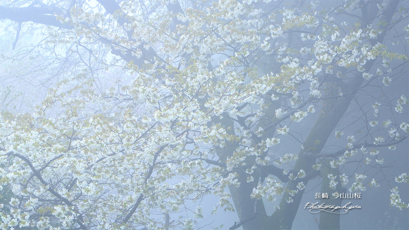 今山山桜 壁紙