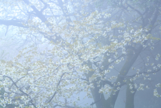 今山山桜