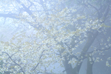 今山山桜
