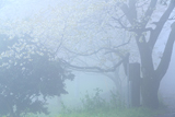 今山山桜