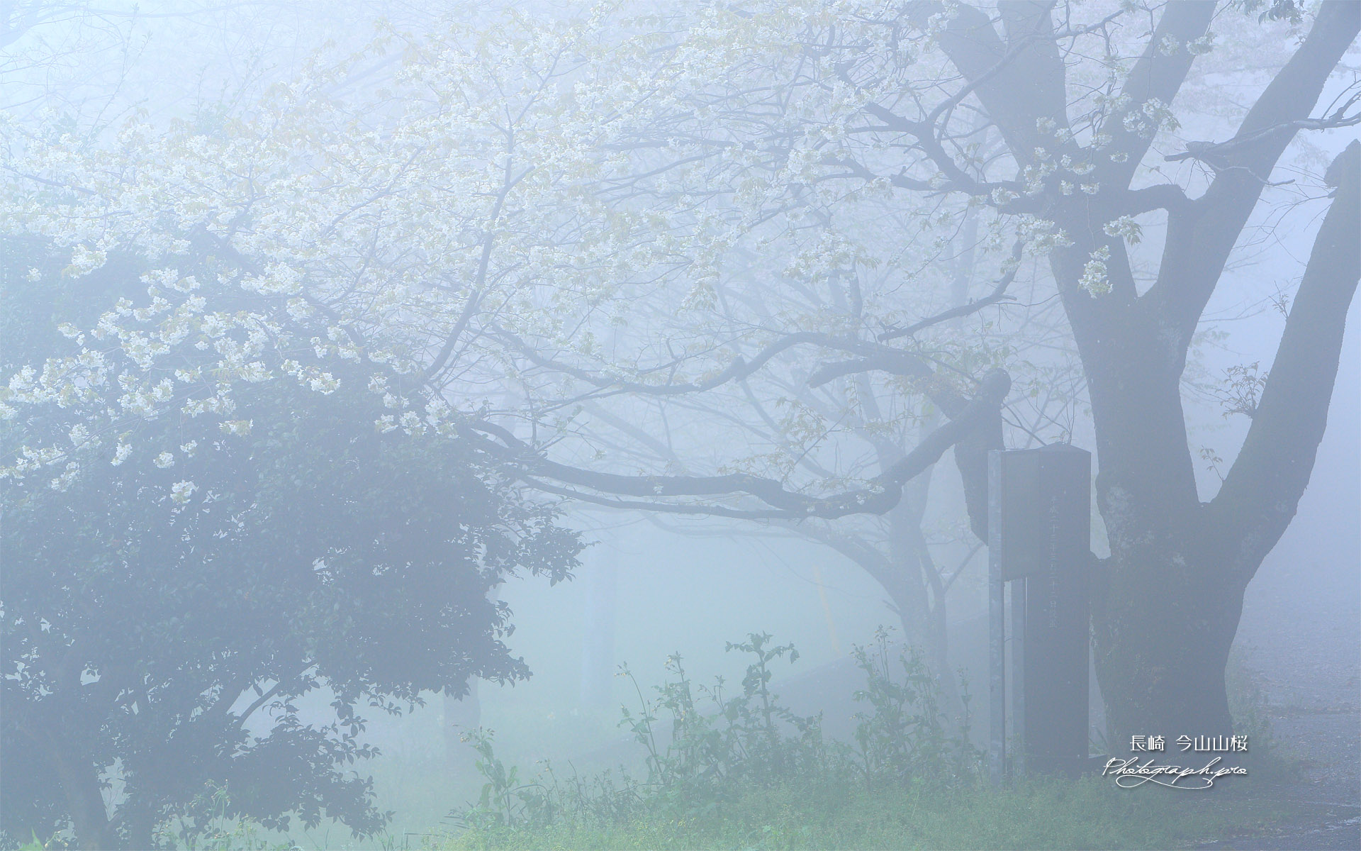 今山山桜