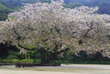 衣干の百年桜
