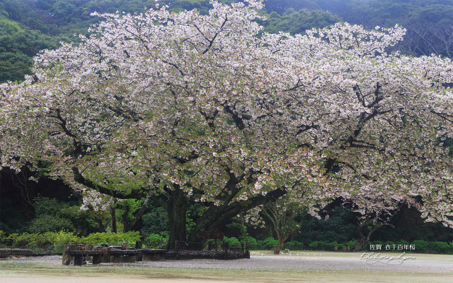 衣干の百年桜