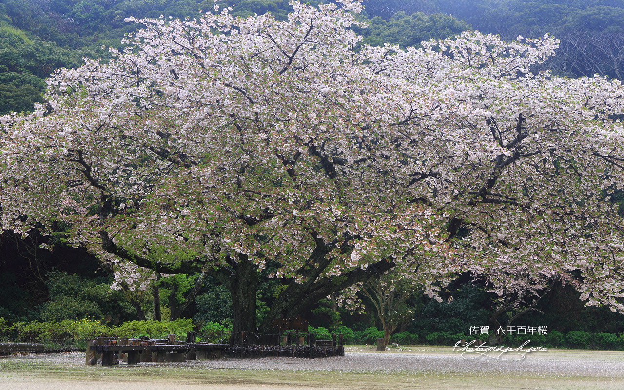 衣干の百年桜 壁紙