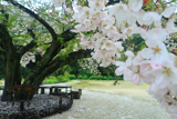 衣干百年桜