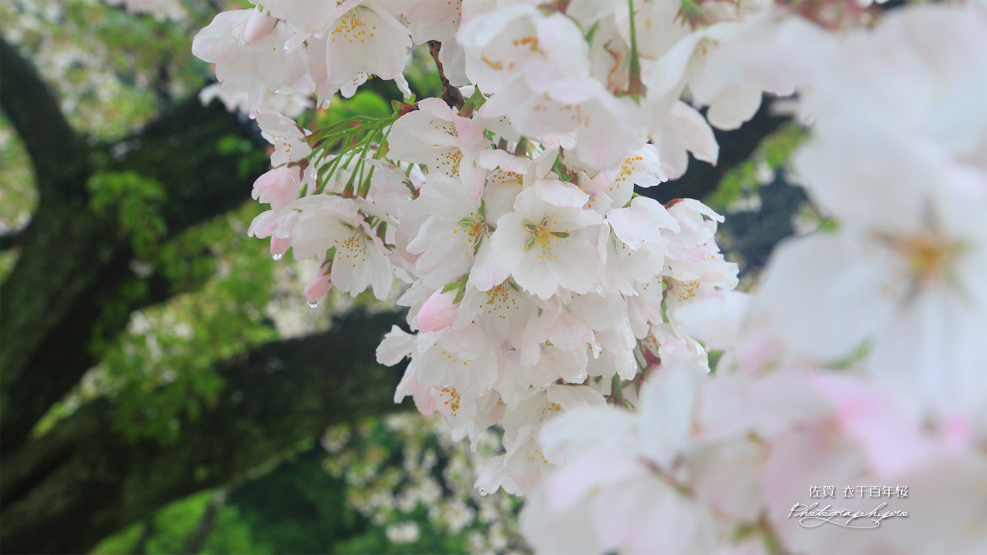 衣干百年桜