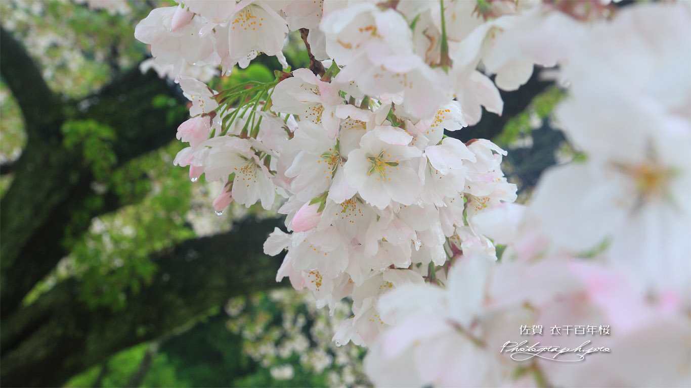 衣干百年桜 壁紙