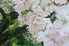 衣干百年桜