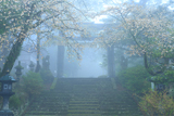 英彦山 山桜と銅の鳥居