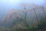 守静坊の枝垂桜