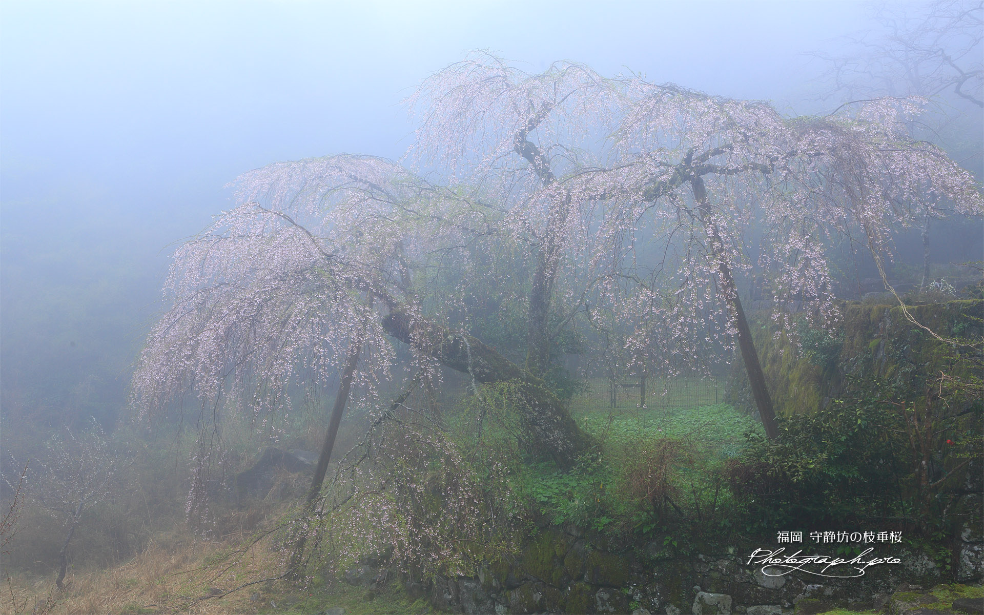 守静坊のしだれ桜