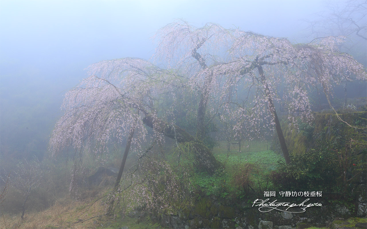 守静坊のしだれ桜 壁紙