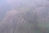 守静坊の枝垂桜