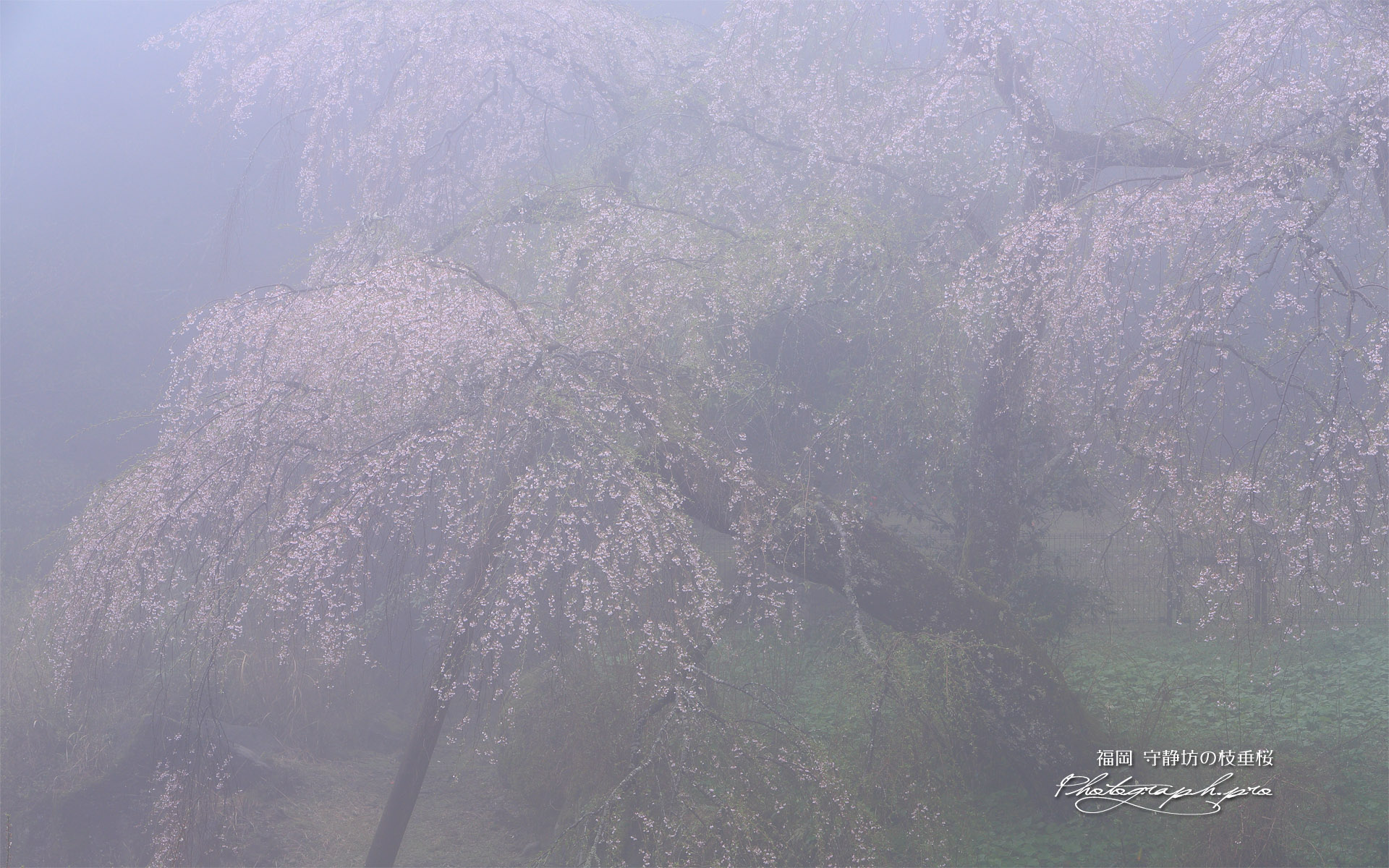 守静坊の枝垂桜