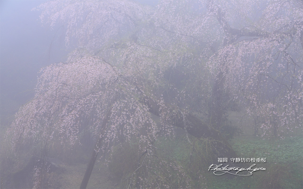 守静坊の枝垂桜 壁紙