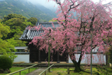 福聚寺の宗因桜