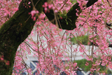 福聚寺の宗因桜