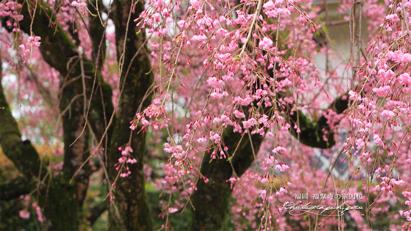 福聚寺の宗因桜 壁紙