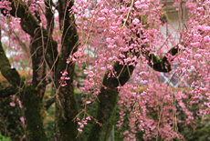 福聚寺の宗因桜