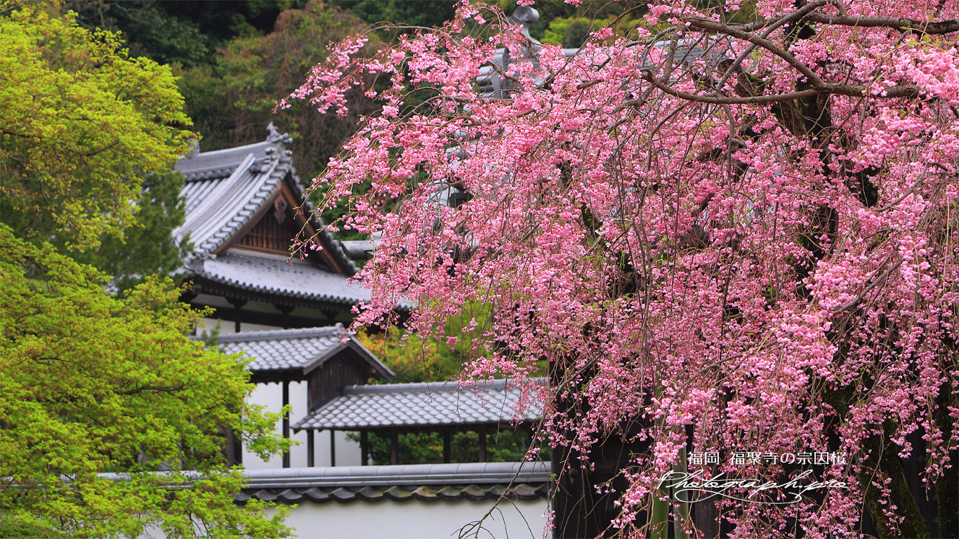 福聚寺の宗因桜 壁紙