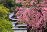 福聚寺の宗因桜