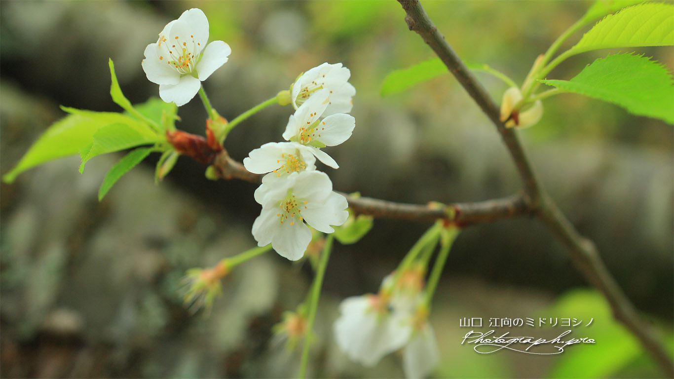 江向のミドリヨシノ 壁紙