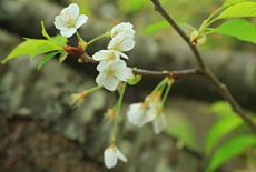 江向のミドリヨシノ