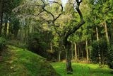 辻山のしだれ桜
