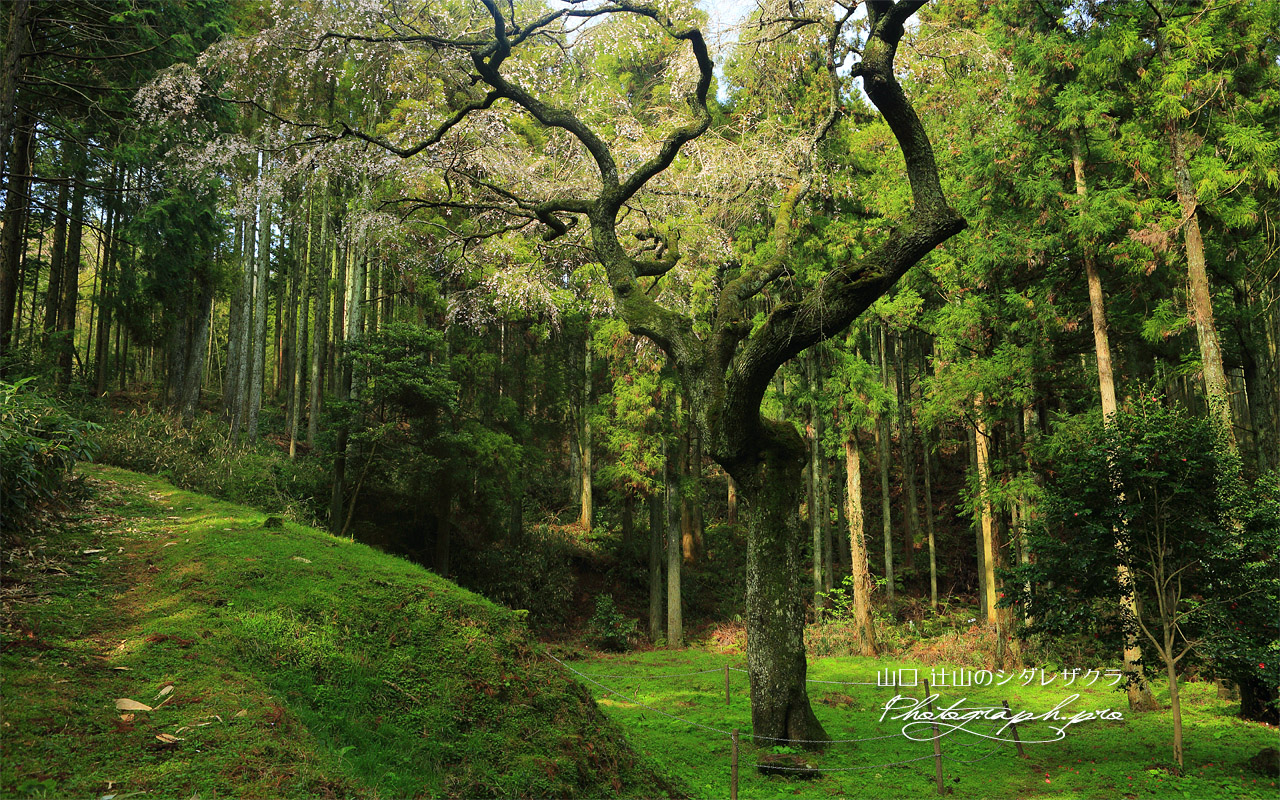 辻山のしだれ桜 壁紙