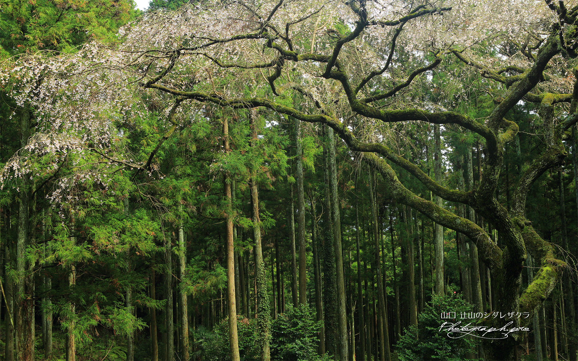 辻山のシダレザクラ