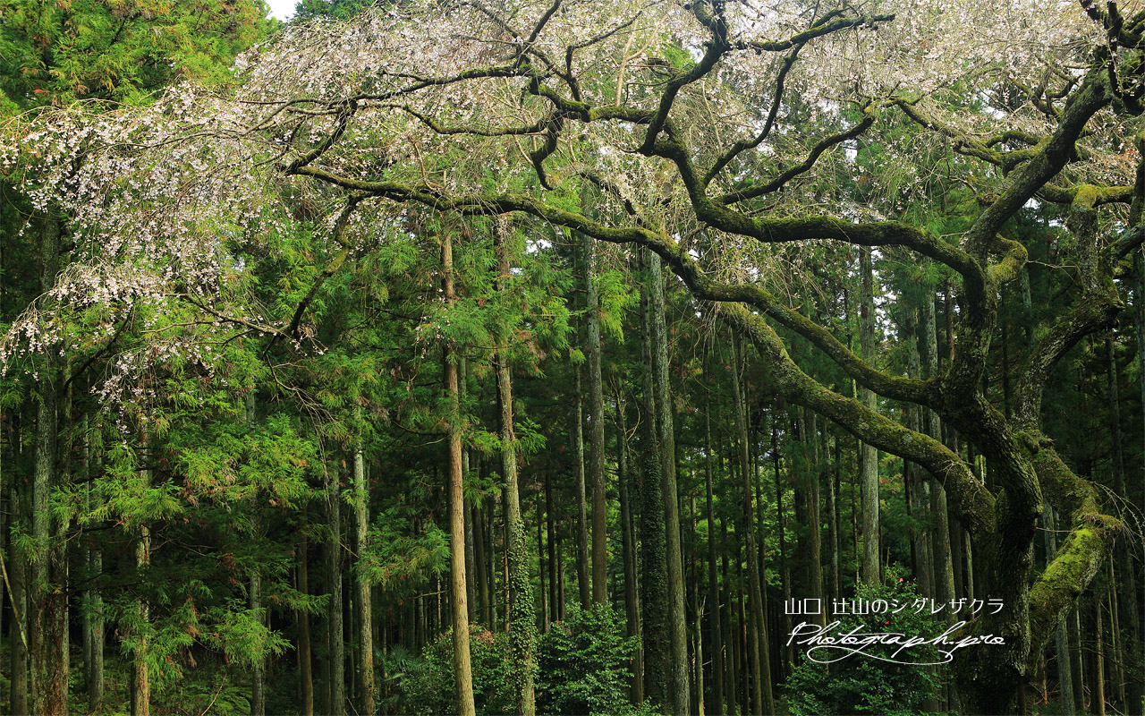 辻山のシダレザクラ 壁紙