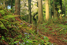 辻山のシダレザクラ