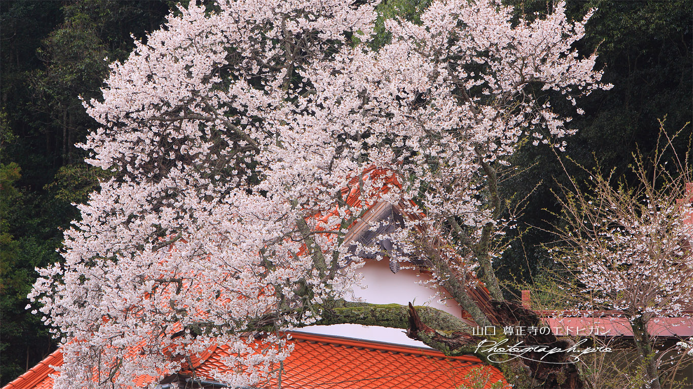 尊正寺のエドヒガン 壁紙
