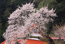 尊正寺のエドヒガン