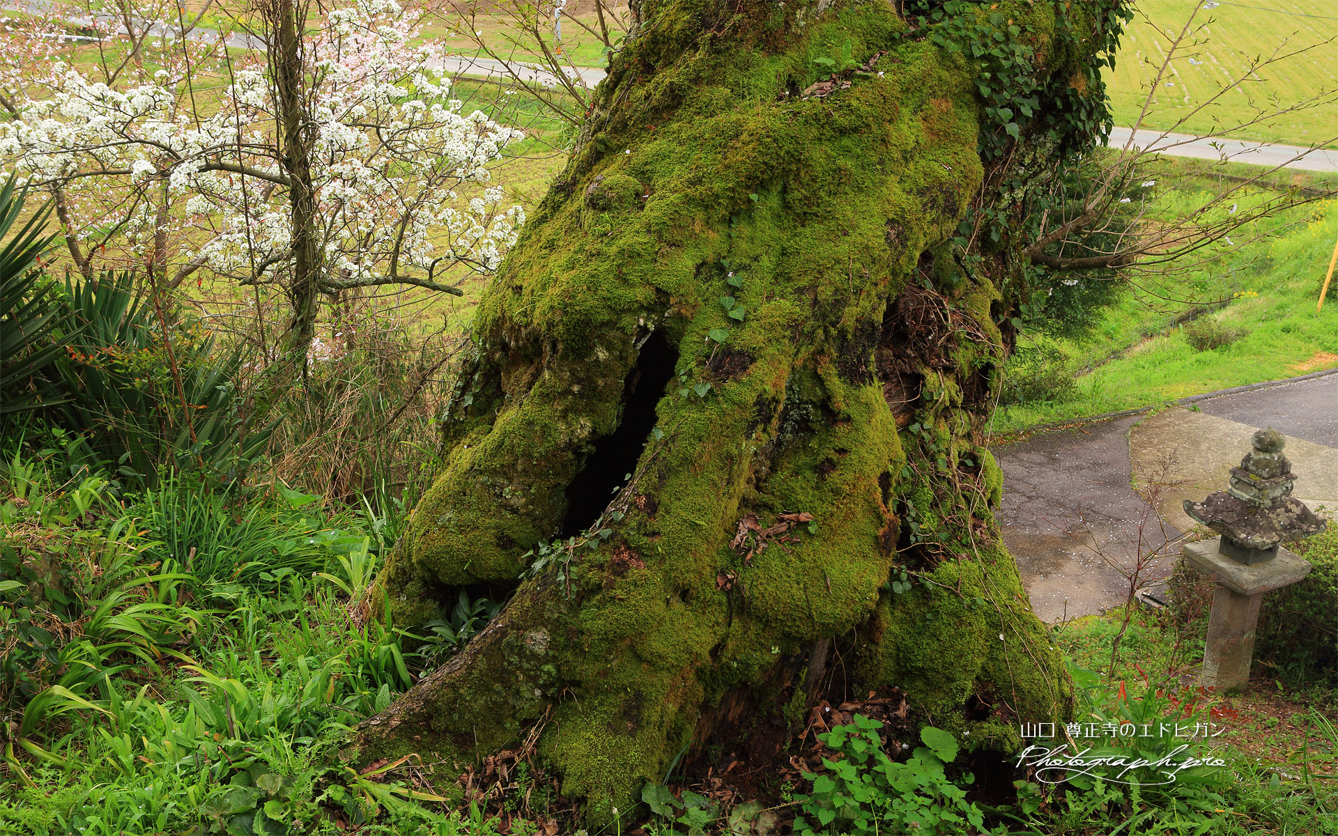 尊正寺のエドヒガン