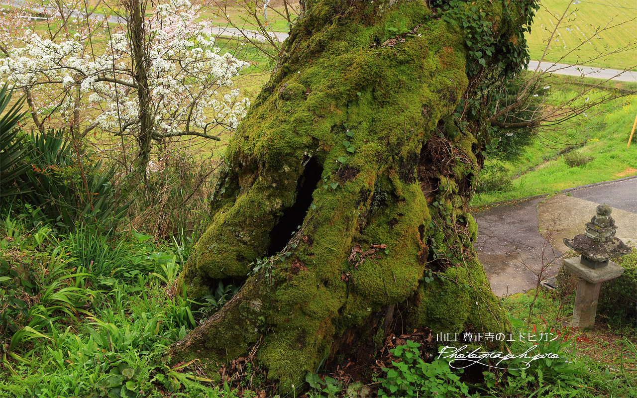 尊正寺のエドヒガン 壁紙