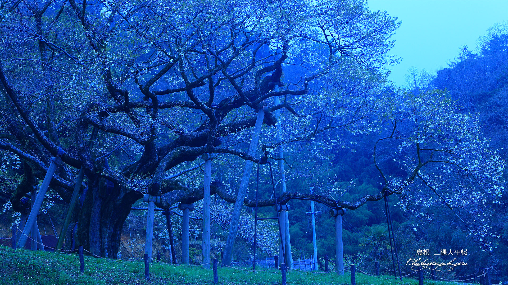三隅大平桜