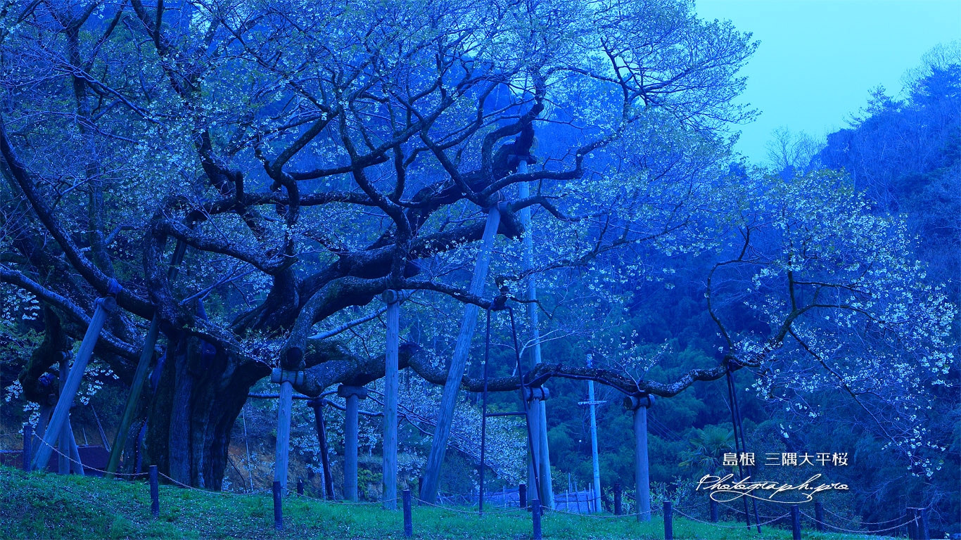 三隅大平桜 壁紙