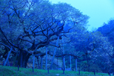 三隅大平桜