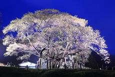 三隅大平桜