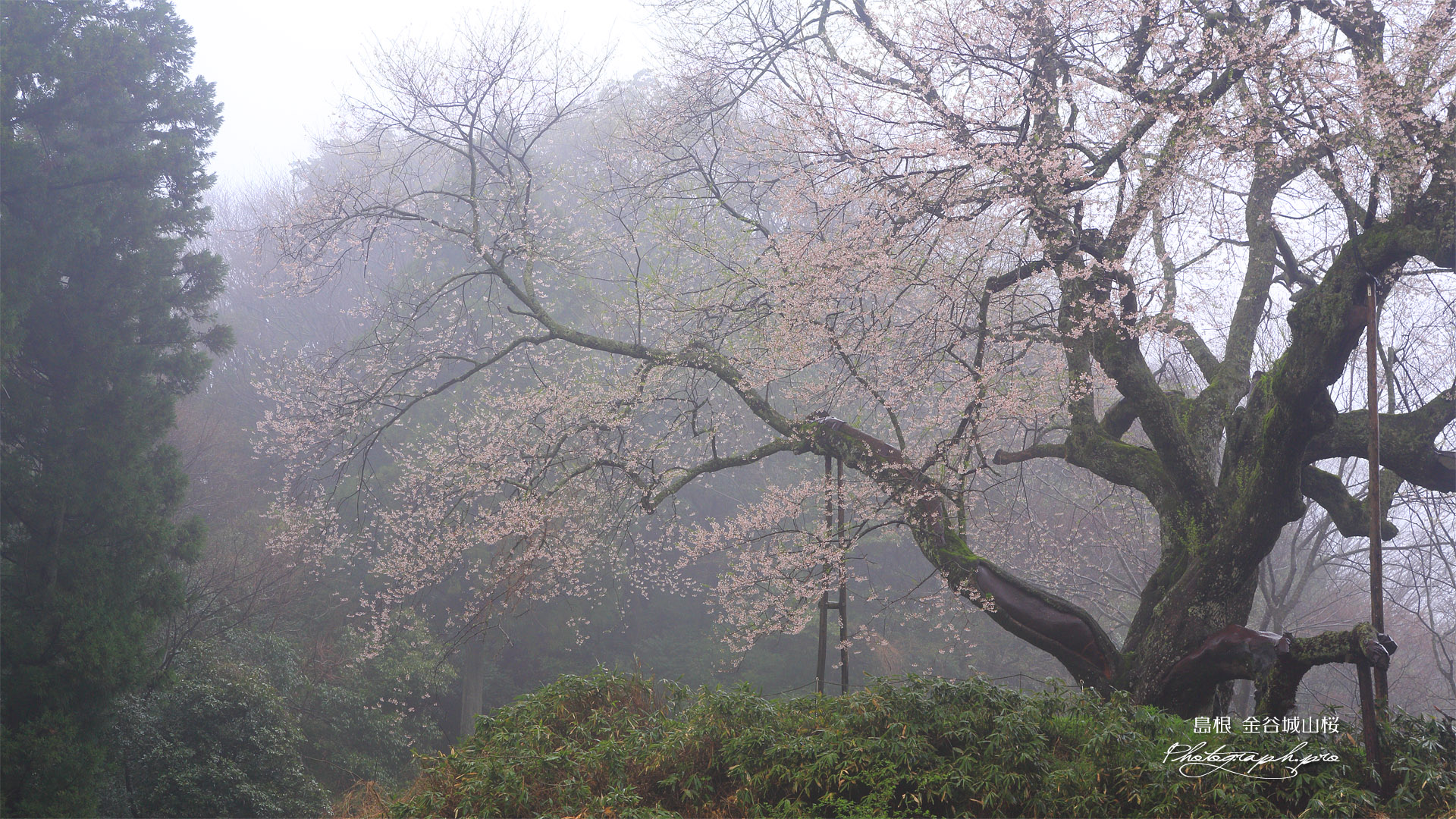 金谷の城山桜
