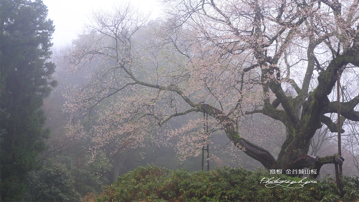 金谷の城山桜 壁紙